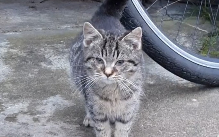 Kotek z prążkami spaceruje obok roweru na brudnej nawierzchni.