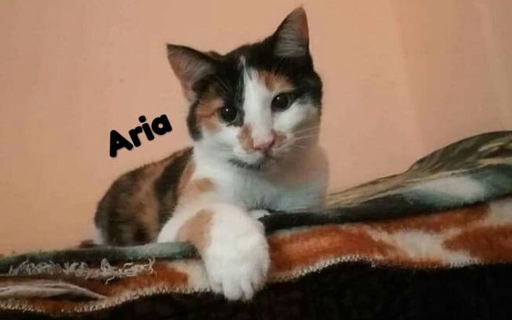 Kot Aria odpoczywa na kocyku, z ciekawym spojrzeniem.