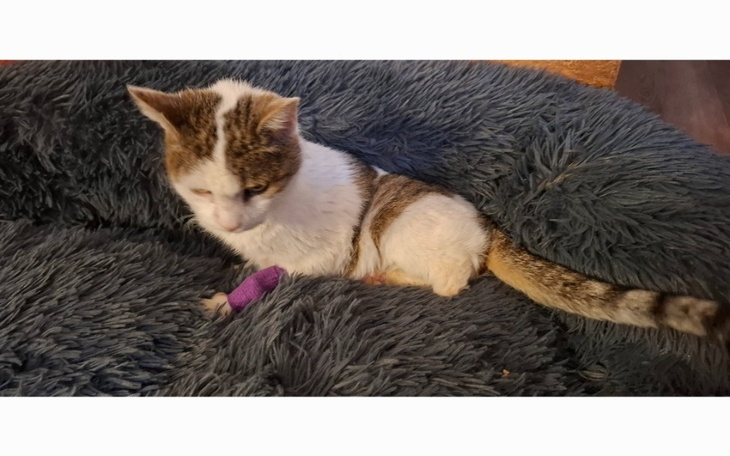 Mały kotek z opatrunkiem na łapie, siedzący na miękkim legowisku.