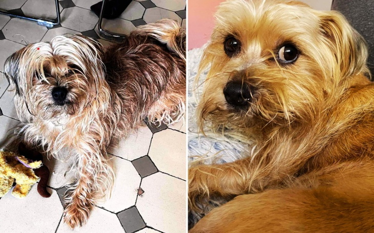 Zbiórka Nowe życie zaniedbywanej Szajby - zdjęcie główne