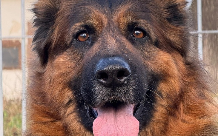 Zbliżenie na psa z wyrazistym spojrzeniem i otwartym pyskiem.