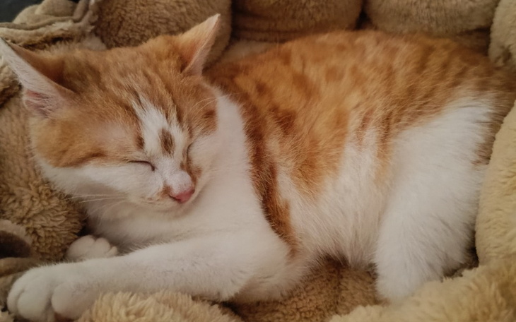 Śpiący kot w miękkim legowisku.