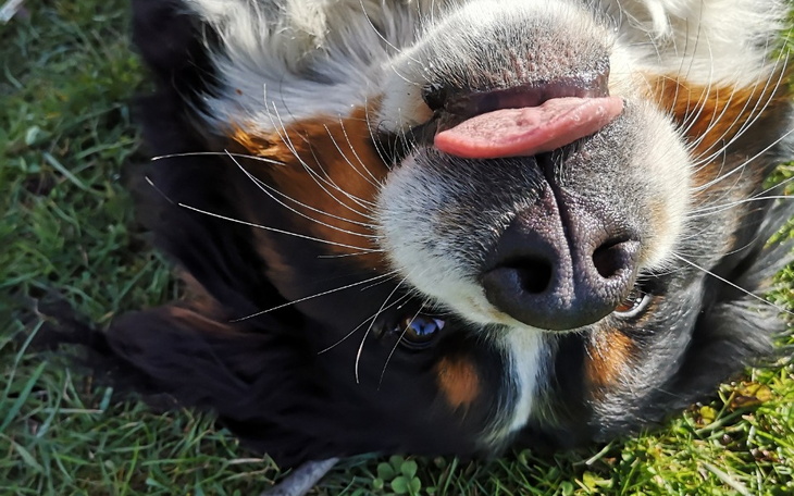 Zbiórka Na jedzenie dla psów. - zdjęcie główne