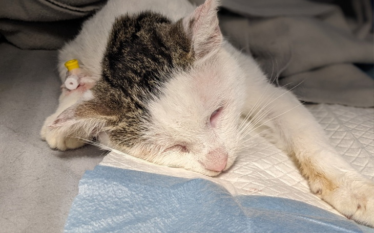 Zbiórka Umierałem na ulicy... - zdjęcie główne