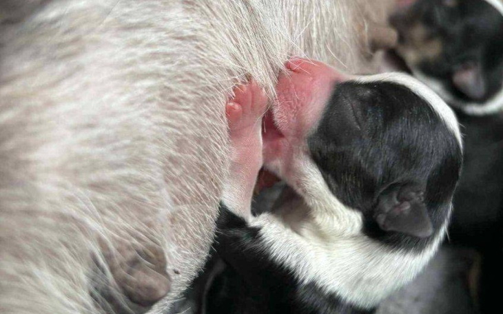 Szczeniak ssący mleko od matki, w ciepłym otoczeniu.