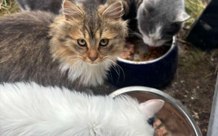 Zbiórka Karma dla 8 bezdomnych kotków - zdjęcie główne