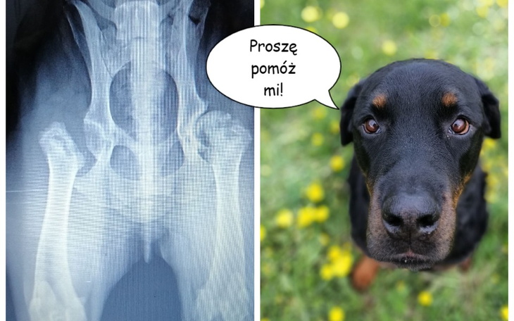 Zbiórka Dekapizacja - ratunek dla Ryśka - zdjęcie główne