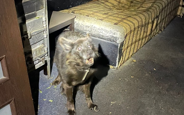 Czarny pies w ciemnym pomieszczeniu, wyglądający na zaniepokojonego.