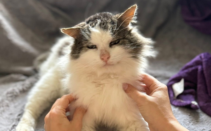 Kot z długim futrem, głaskany przez ręce.