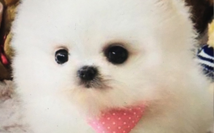 Zbiórka Zbiórka na pieska - zdjęcie główne