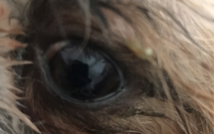 Zbiórka Pomoc na chore oczko dla pieska - zdjęcie główne