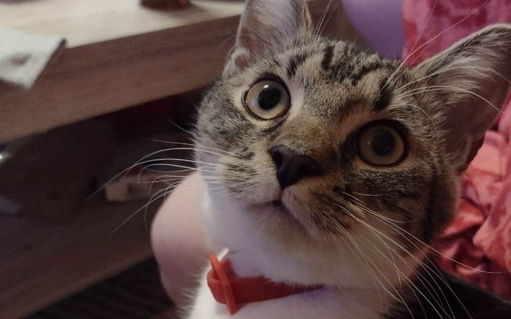 Zbiórka Karma dla domu tymczasowego - zdjęcie główne