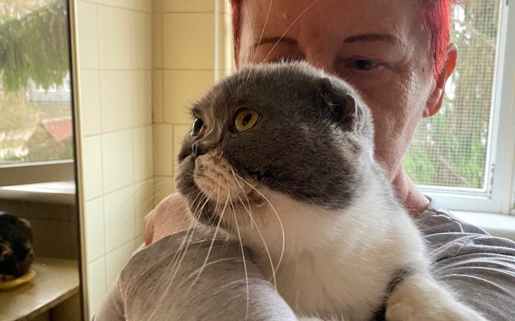 Zbiórka Leczenie stomatologiczne kotków - zdjęcie główne