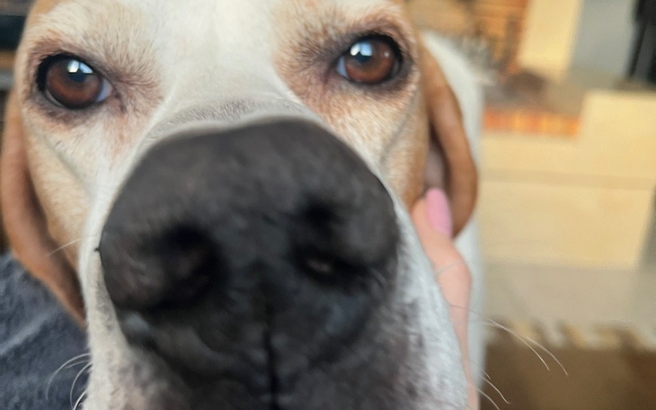 Zbliżenie na pysk psa z wyrazistymi oczami.