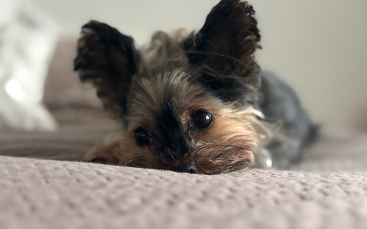 Yorkshire terrier leży na łóżku, z wyrazem smutku na twarzy.
