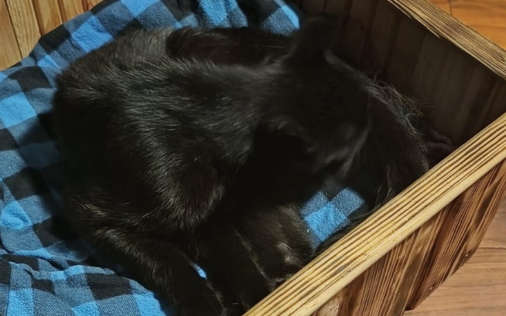 Zbiórka KOCIA Operacja - zdjęcie główne