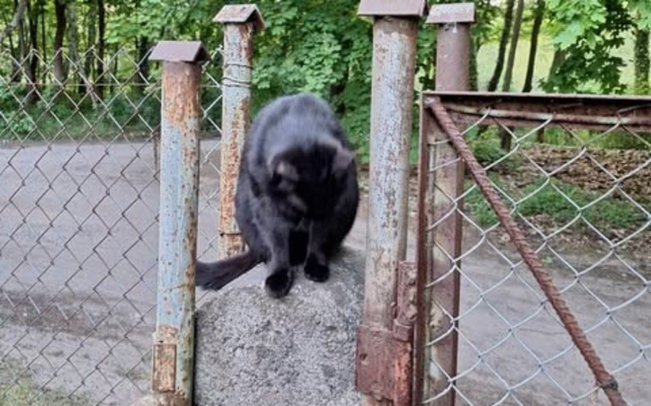 Czarny kot siedzi na murku, z widokiem na otoczenie.