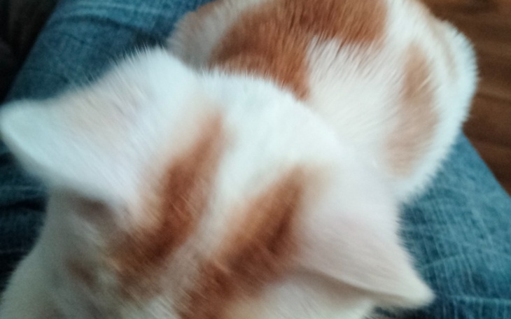 Zbiórka Zbieram na leczenie Rysia - zdjęcie główne