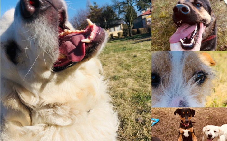 Zbiórka Rozmerdany dwór, nowe życie psów - zdjęcie główne