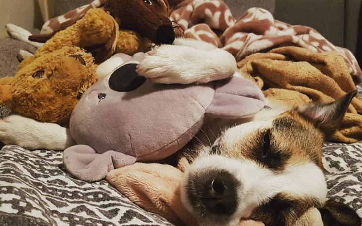 Zbiórka Leczenie Frania - zdjęcie główne