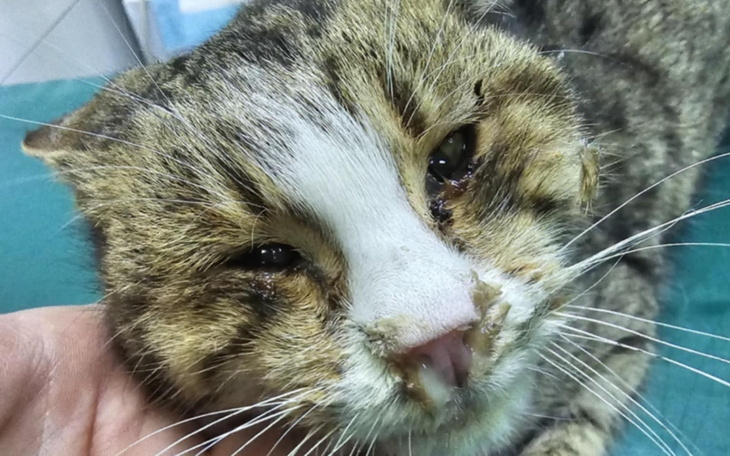 Chory kot z raną na pyszczku, leżący na stole.