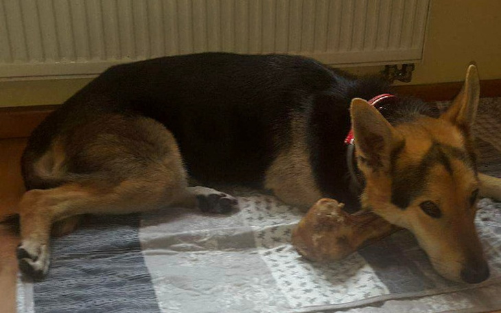 Zbiórka Troj - pilna diagnostyka!! - zdjęcie główne