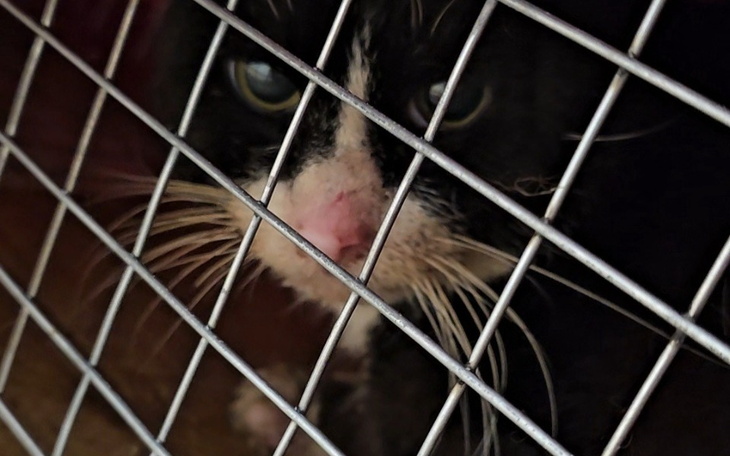 Zbiórka Leczenie dzikiego kota Benziego - zdjęcie główne