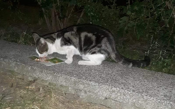 Zbiórka Pomoc dla Majusia - zdjęcie główne