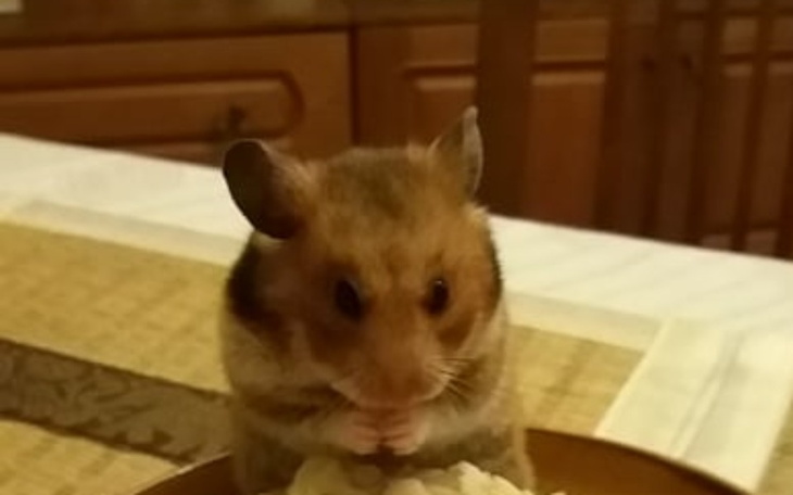 Zbiórka Chomik utrzymanie - zdjęcie główne