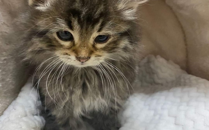 Mały kotek z długim futrem siedzący na białym kocyku.