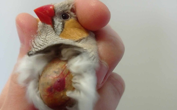 Zbiórka Leczenie kumpla starszej pani - zdjęcie główne