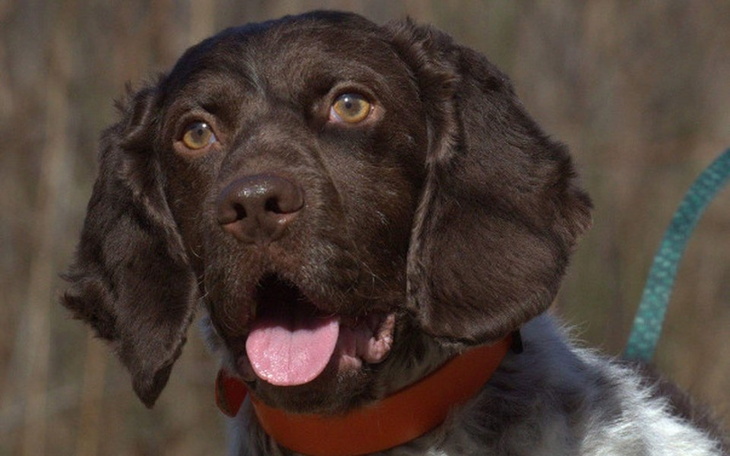 Zbiórka Pomóżmy Ani i Bluesowi - zdjęcie główne