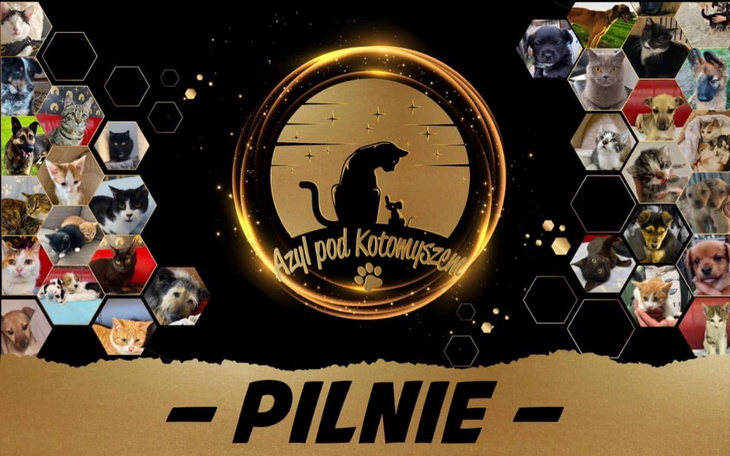 Zbiórka Wsparcie wolontariatu Azylu - zdjęcie główne