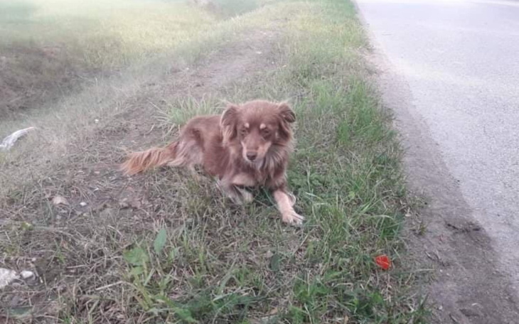 Zbiórka Słomka i Yogi zbierają na weta - zdjęcie główne