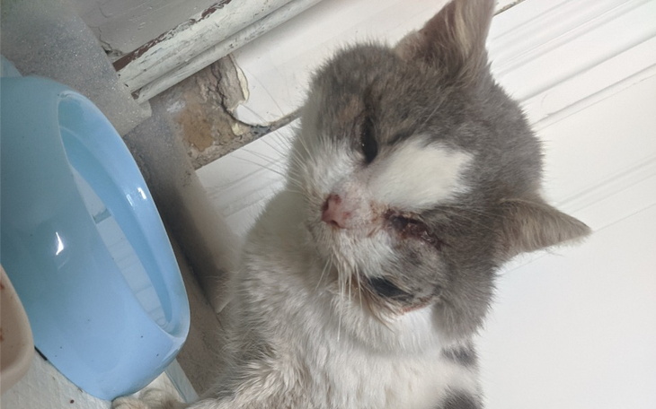 Zbiórka Karma potrzebna na już. - zdjęcie główne