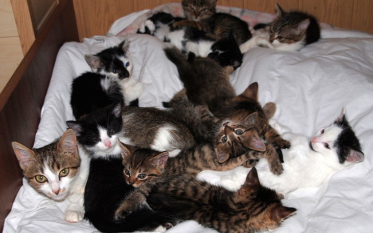 Grupa kotów wylegujących się na białej pościeli.