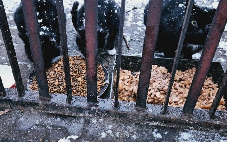 Trzy czarne koty jedzące z misek w zimowej scenerii.