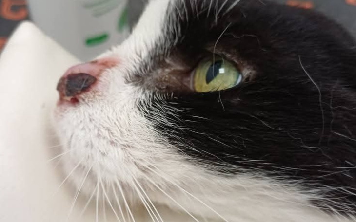 Czarny kot z białymi akcentami, leżący na podłożu.