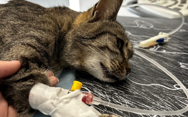 Chory kot w klinice weterynaryjnej, otrzymujący pomoc.