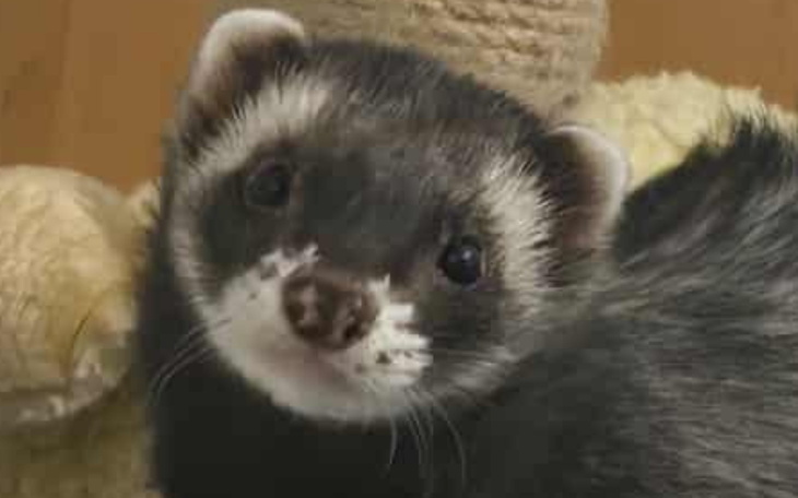 Fretka leżąca na pluszowym misiu, z ciekawym spojrzeniem.