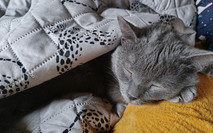 Szary kot śpiący pod kocem na żółtej poduszce.