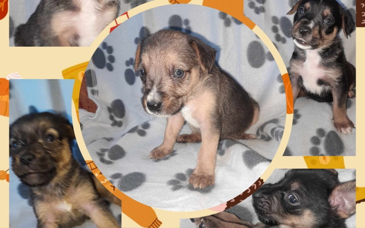 Zbiórka Na ratunek maluszków - zdjęcie główne