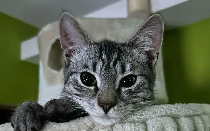 Zbiórka LEO - walka z wirusem - zdjęcie główne