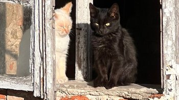 Zbiórka Kotki z ruin - miniaturka zdjęcia