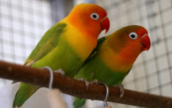 Zbiórka Zbieram na papużkę - zdjęcie główne