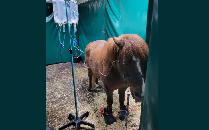 Zbiórka -Walczymy o życie kucyka Lucky- - zdjęcie główne