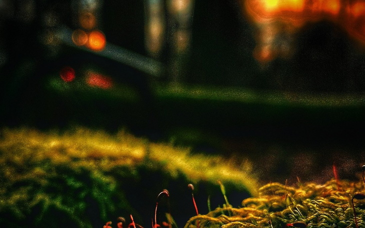 Zbliżenie na mchy i roślinność w tajemniczym świetle.