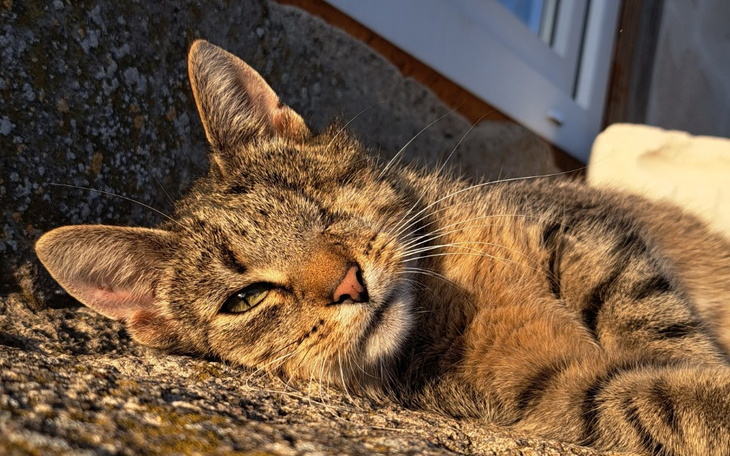 Zbiórka Karma i szczepienia dla kotków - zdjęcie główne