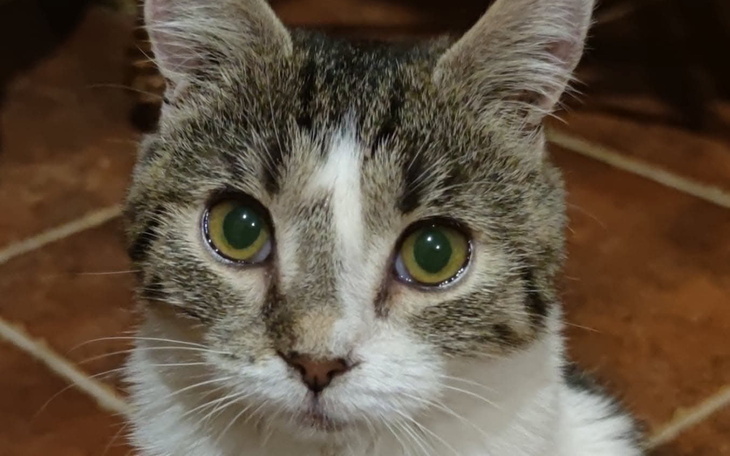 Pies leżący na podłodze, z opatrunkiem na łapie.