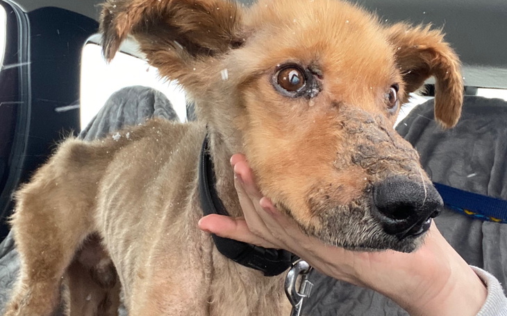 Zraniony pies w samochodzie, trzymany przez osobę.